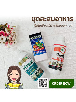 ชุดสะสมอาหาร 3 ขวด ดับเบิ้ลพลัส อามินอล วีสต้า 4-25-14