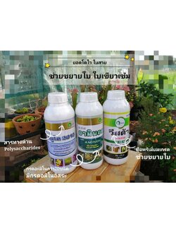 คิวแมกซ์ QMax ชุดอาหารฟื้นต้นทำใบ ใบยาว ใหญ่ เขียวเข้ม