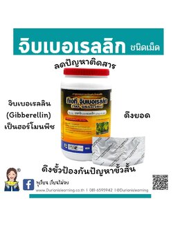 จิบเบอเรลลิก ดึงยอด ป้องกันขั้วสั้น ลดการติดสารแบ่งขายเป็นเม็ด