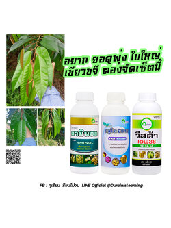 คิวแมกซ์ ชุดบำรุงใบ 3 ขวด