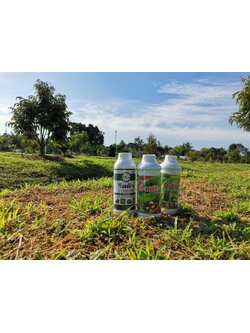 ชุดดึงยอด บำรุงใบ 1ชุด 3 ขวด ผสมน้ำได้1000 ลิตร