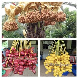 อินทผลัม