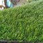 URBANO GRASS หญ้าเทียม 2 ซม. ราคาประหยัด สีเขียวล้วน หนา แน่น 15ฝีเข็ม สีธรรมชาติ สำหรับปูพื้น จัดสวน แต่งบ้าน