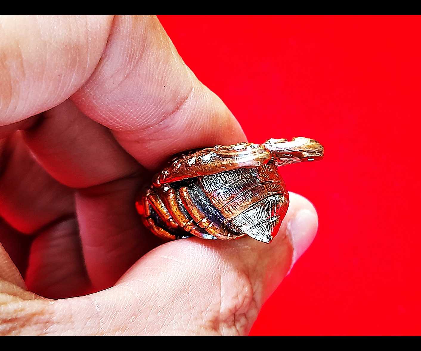 พญาแมลงภู่คำ กายสิทธิ์(สีเหลือบรุ้ง) เนื้อโลหะธาตุกายสิทธิ์ เหล็กไหลสุริยันราชา ผสมชนวนเนื้อเงินมหาสะท้อน ก้นบรรจุปรอทตามตำรา ปี2564 (ปลุกเสก16พิธี มหาโสฬสมหามงคล) #รับประกันแท้