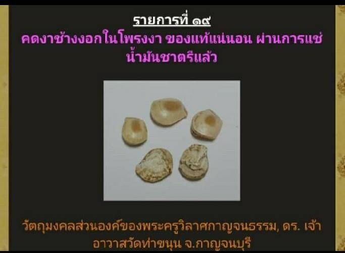 คดงาช้าง(งอกในโพรงงาช้าง) #ของแท้แน่นอน #ผ่านการแช่น้ำมันชาตรีแล้ว (ของทนสิทธิ์) - ของส่วนองค์ หลวงพ่อเล็ก วัดท่าขนุน