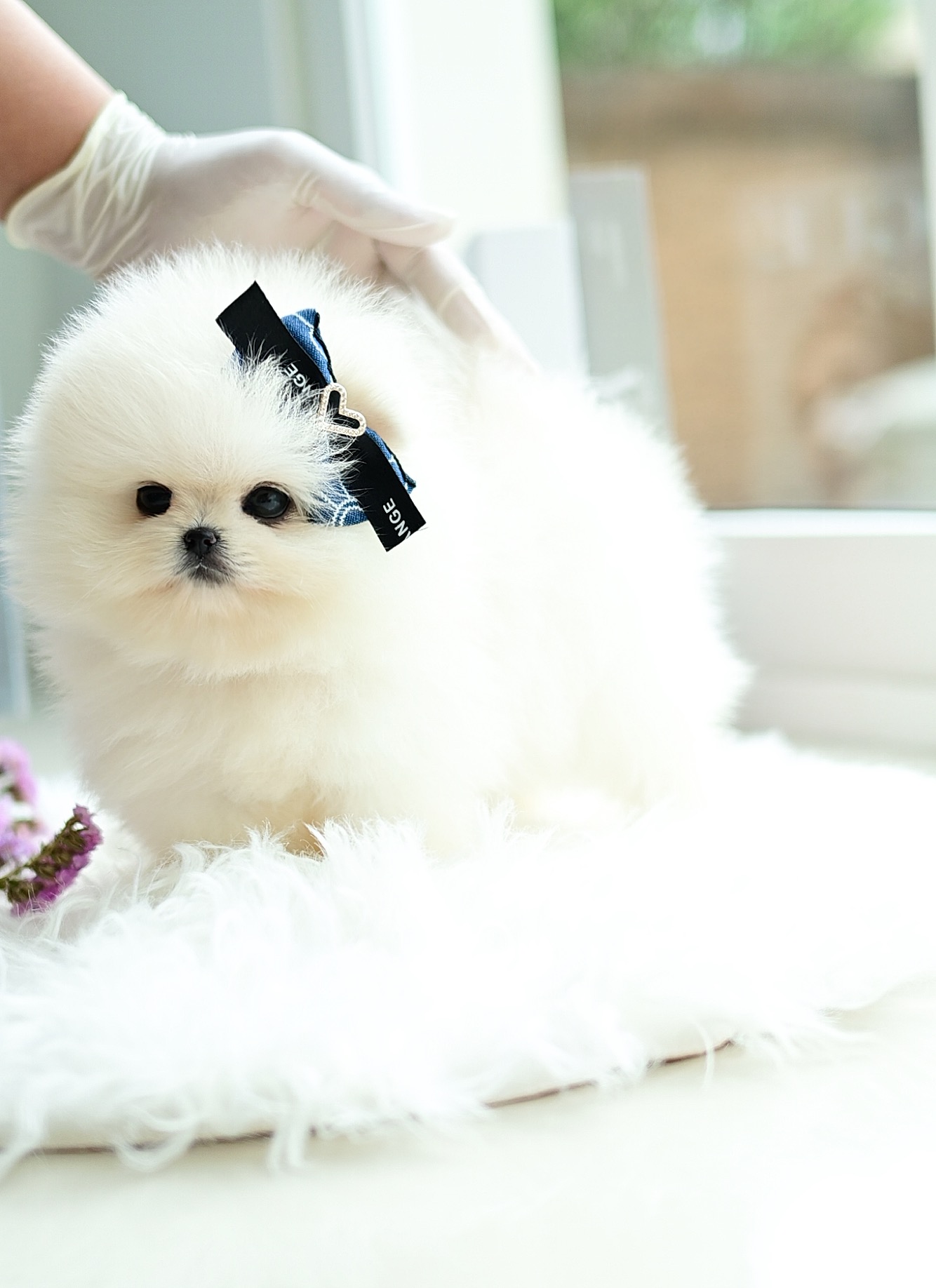 (ย้ายบ้านแล้ว) ปอมหน้าหมี ปอมขาว ปอมนำเข้า ปอม ที่เหมือน ตุ๊กตาหมี ที่สุด ! ตากลมโต ขนแน่น ตัวกลม ขาสั้น ปุกปิก สุดๆๆ !