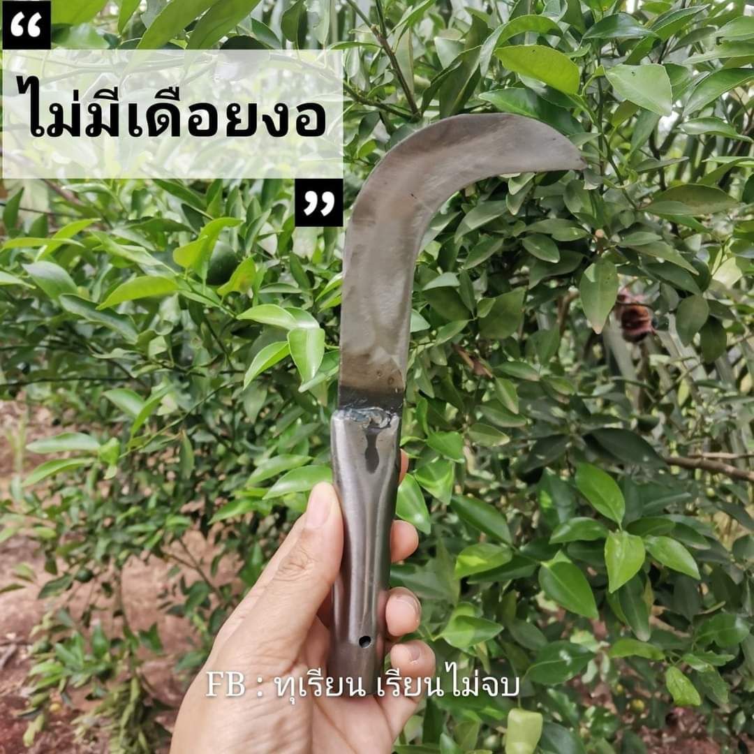 มีดแต่งแขนงสำหรับทุเรียน ตราค้างคาว ใช้สำหรับแต่งกิ่งแขนวง หรือแต่งดอกทุเรียน มีหลายแบบโปรดกดเลือก