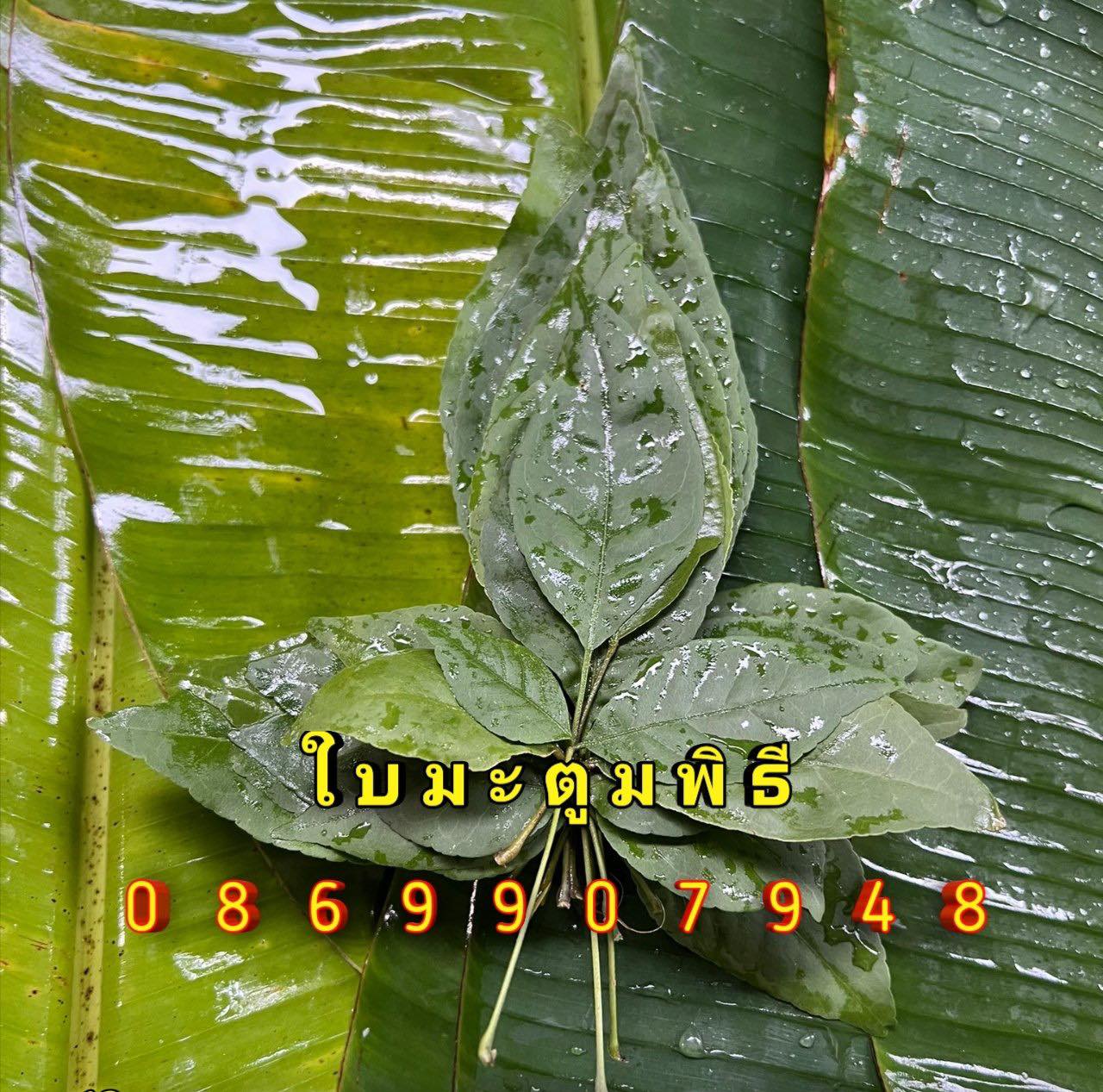 ต้นอ้อยพิธี (บวงสรวง)