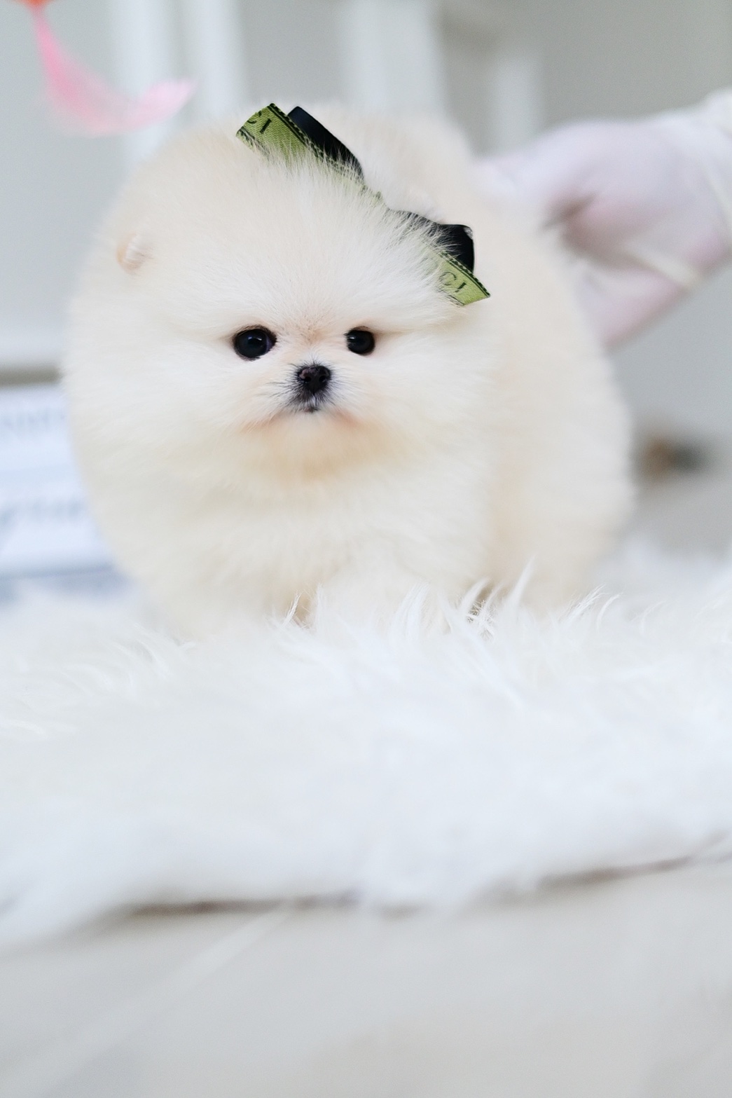 (ย้ายบ้านแล้ว) ปอมหน้าหมี ปอมแท้ ปอมขาว เกรดในฝันของใครหลายคน ตัวกลม ปุ๊กลุ๊ก ขาสั้น สุดๆๆ !!