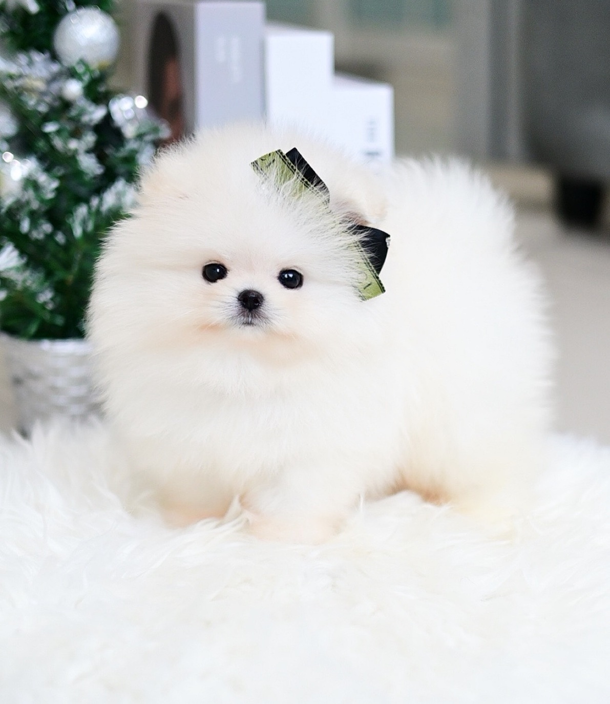 (ย้ายบ้านแล้ว) ปอมหน้าหมี ปอมเมอเรเนียน ปอมหมี เกรดที่คนตามหามากที่สุด ! ตุ๊กตาหมีขาว ตัวน้อย ขนแน่น ฟู นุ่มสุดๆ ตาแป๋ว หน้าสั้น แก้มป่อง อ้อนเก่งมากๆ !