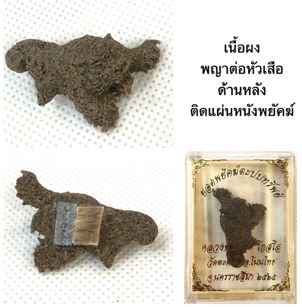 ยอดพยัคฆ์ตะปบทรัพย์ เนื้อผงพญาต่อหัวเสือ(ด้านหลังติดแผ่นหนังพยัคฆ์) หลวงพ่อยอด โกลโล วัดตะคร้อ จ.นครราชสีมา