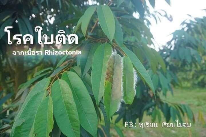 พีมูเร่ ขนาด 1000 มล.