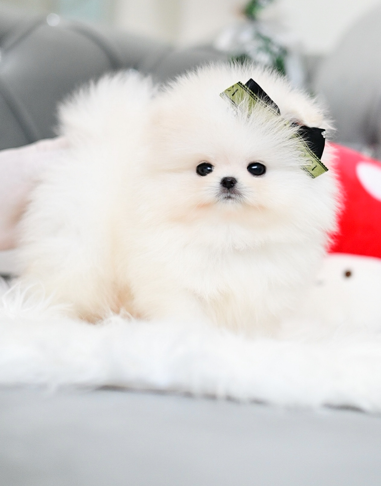 ปอมหน้าหมี ปอมเมอเรเนียน ปอมขาว หมีขาว ขนแน่น ขนหิมะ ตัวสั้นกลม ตากลมโต หน้าสั้น ตัวสั้นกลม พร้อมกลิ้ง อ้อนเก่ง สุดๆ ! สนใจทัก LINE ID: @okpom9365(มี @ ด้วย) หรือ 088-956-4955