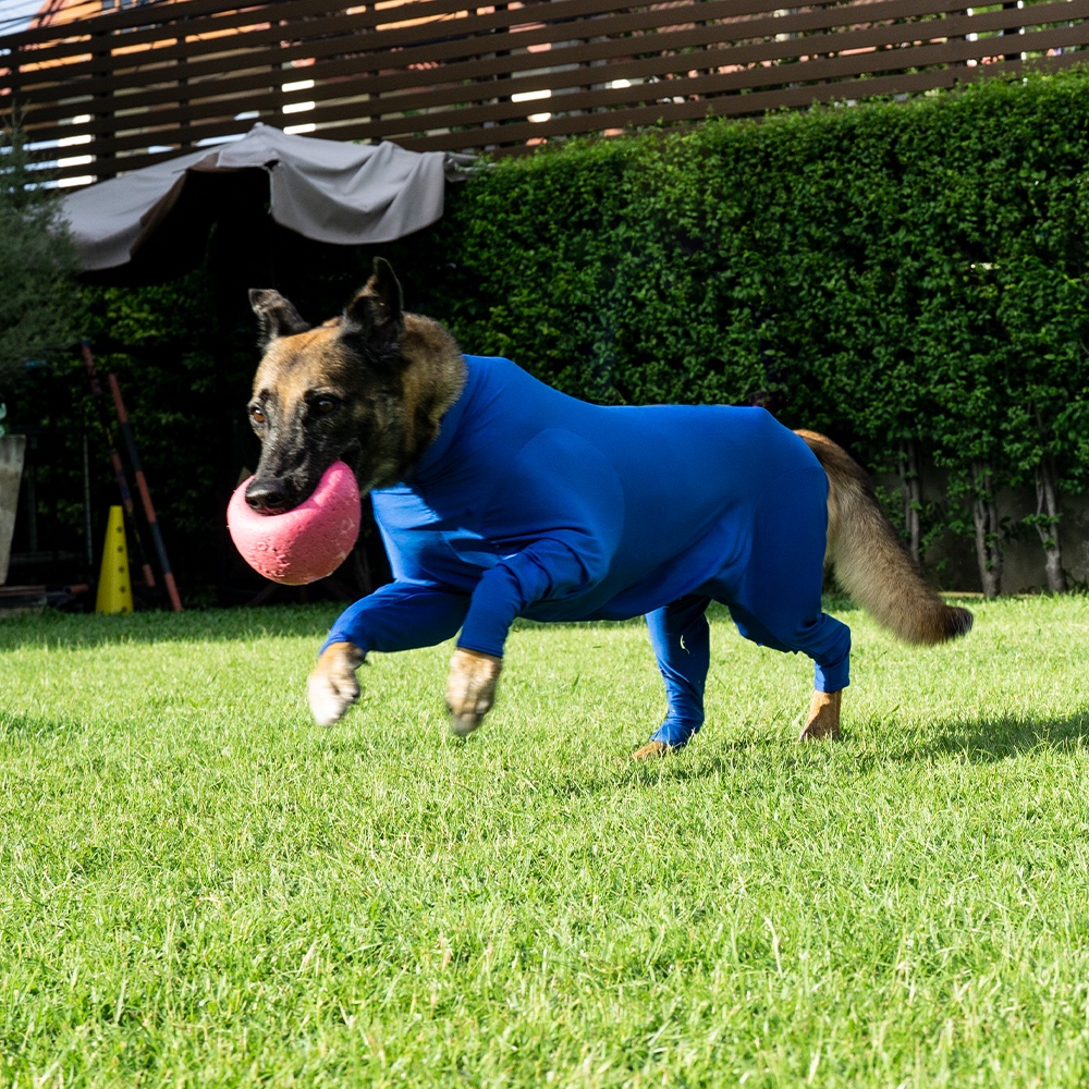 CH4 CHUBBIES Indigo Blues UPF 50+ Onesies ชุดกันขนร่วงสัตวเลี้ยง เสื้อสุนัขในบ้าน ในรถ กันขนร่วงหมา ป้องกันเลียแผล
