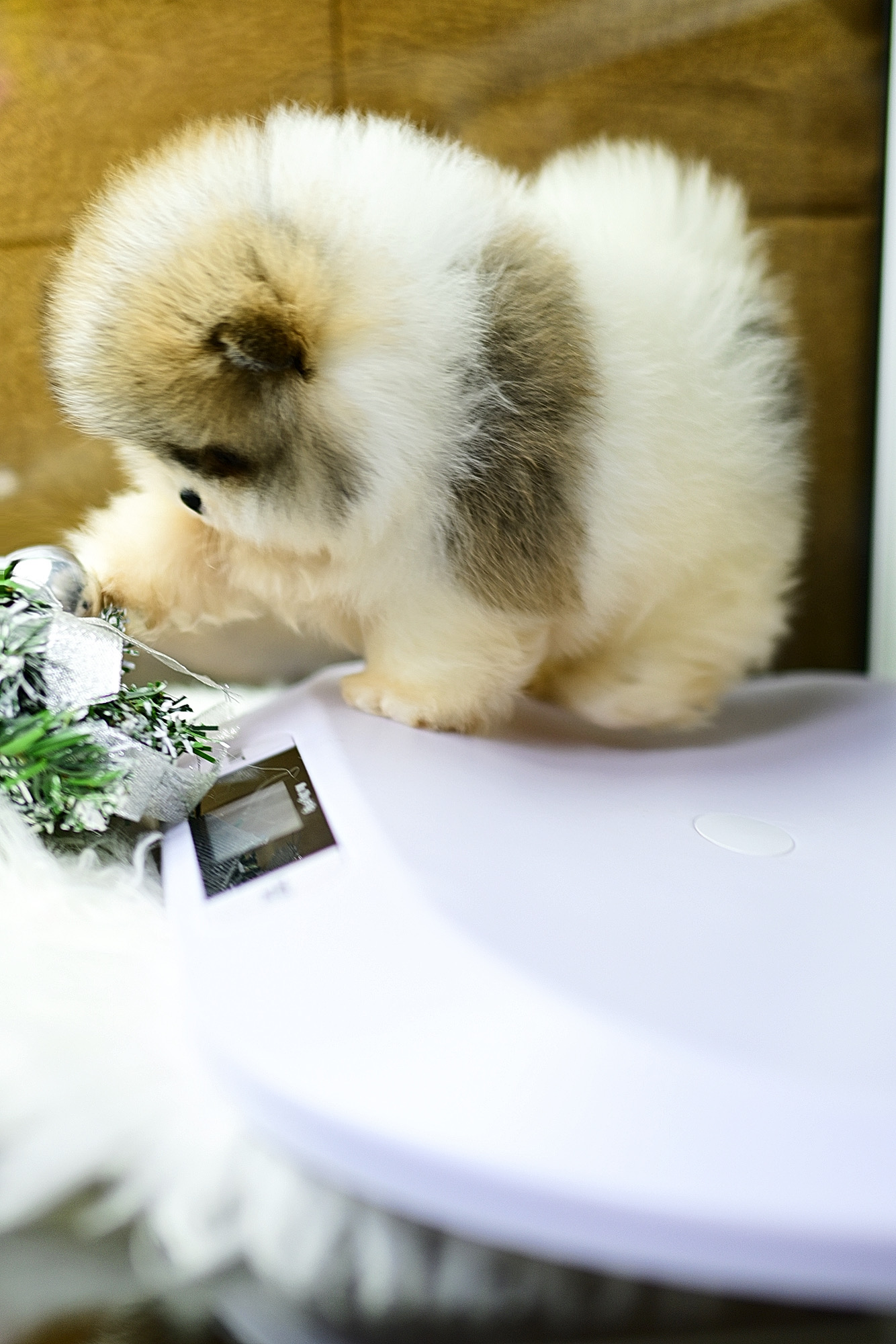 (ย้ายบ้านแล้ว) ปอมหน้าหมี ปอม สี RARE เกรดสายเลือดนำเข้า !! หน้าโคตรรร แบน ตากลมโต แท้ !! ขาหย่ายยย ตัวเล็กมีแต่ขน เกรดที่ดีที่สุด !!