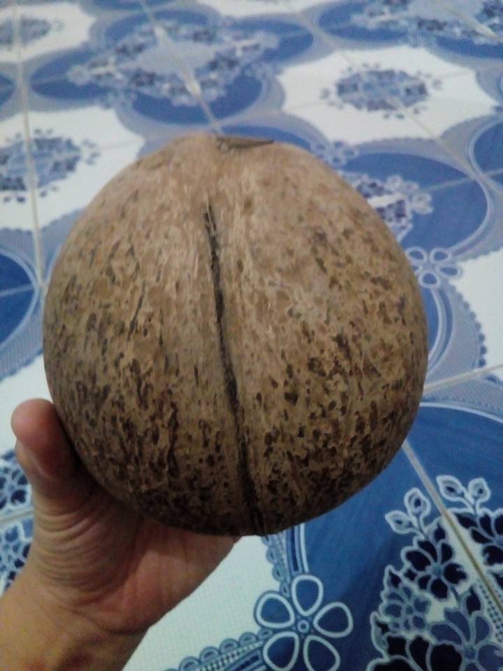 กะลาตาเดียว