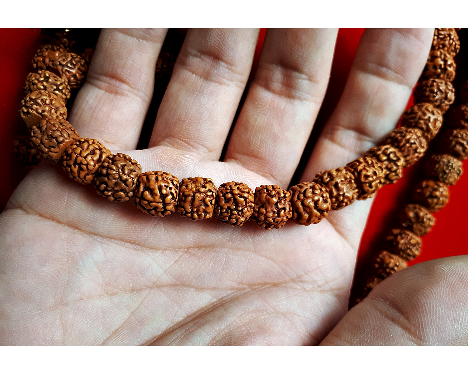 ประคํา น้ำตาพระศิวะ เมล็ดรุทรักษะ สร้อยคอ และ ข้อมือ ของแท้นำเข้าจาก อินเดีย (ขายปลีก ขายส่ง)