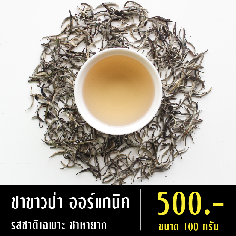 ชาขาวป่า ออร์แกนิค เป็นสายพันธ์ุชาป่า ชาที่เจริญเติบโตโดยธรรมชาติ ปลอดสารเคมีทุกชนิด