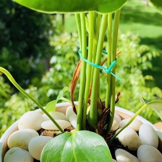 ลวดเคลือบสำหรับรัดของ