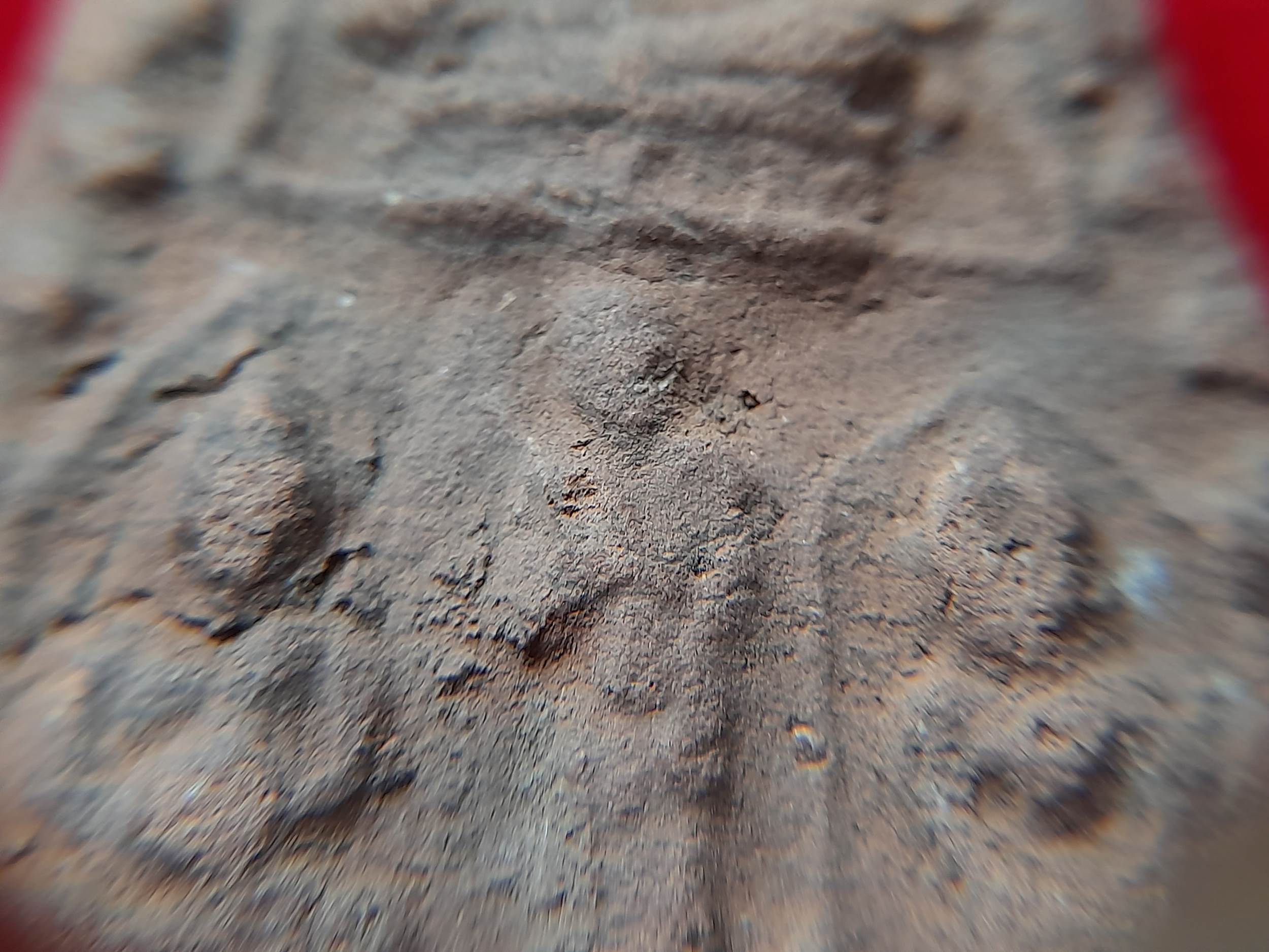 พระ 7 พระองค์ หลัง สิงห์ เนื้อดินเผ่า #รับประกันแท้และทัน - หลวงพ่อยี วัดดงตาก้อนทอง จ.พิษณุโลก (ศิษย์หลวงปู่เทพโลกอุดร)