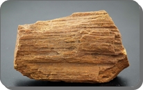 ไม้กลายเป็นหิน (Silicified Wood)