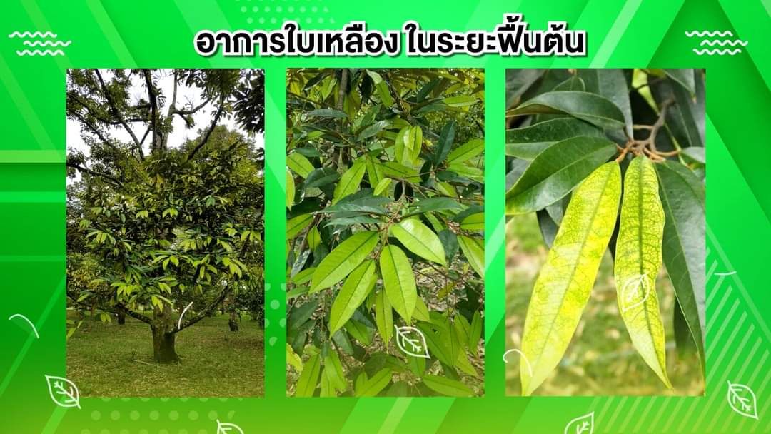 โกรวีส เอ็มเอ็กซ์ ธาตุอาหารรอง ขนาด 1000 กรัม