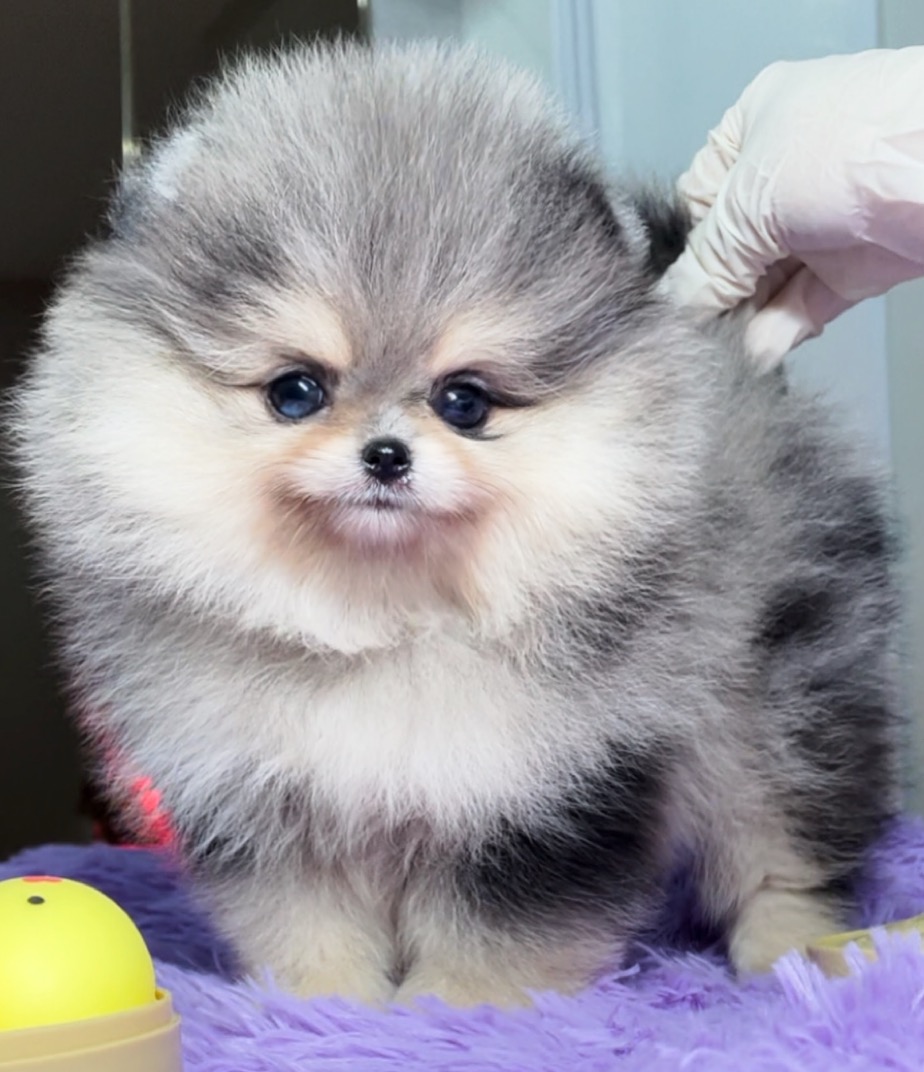 (ย้ายบ้านแล้ว) ปอมหน้าหมี เกรดที่ดีที่สุด !! สี RARE LIMITED !!!