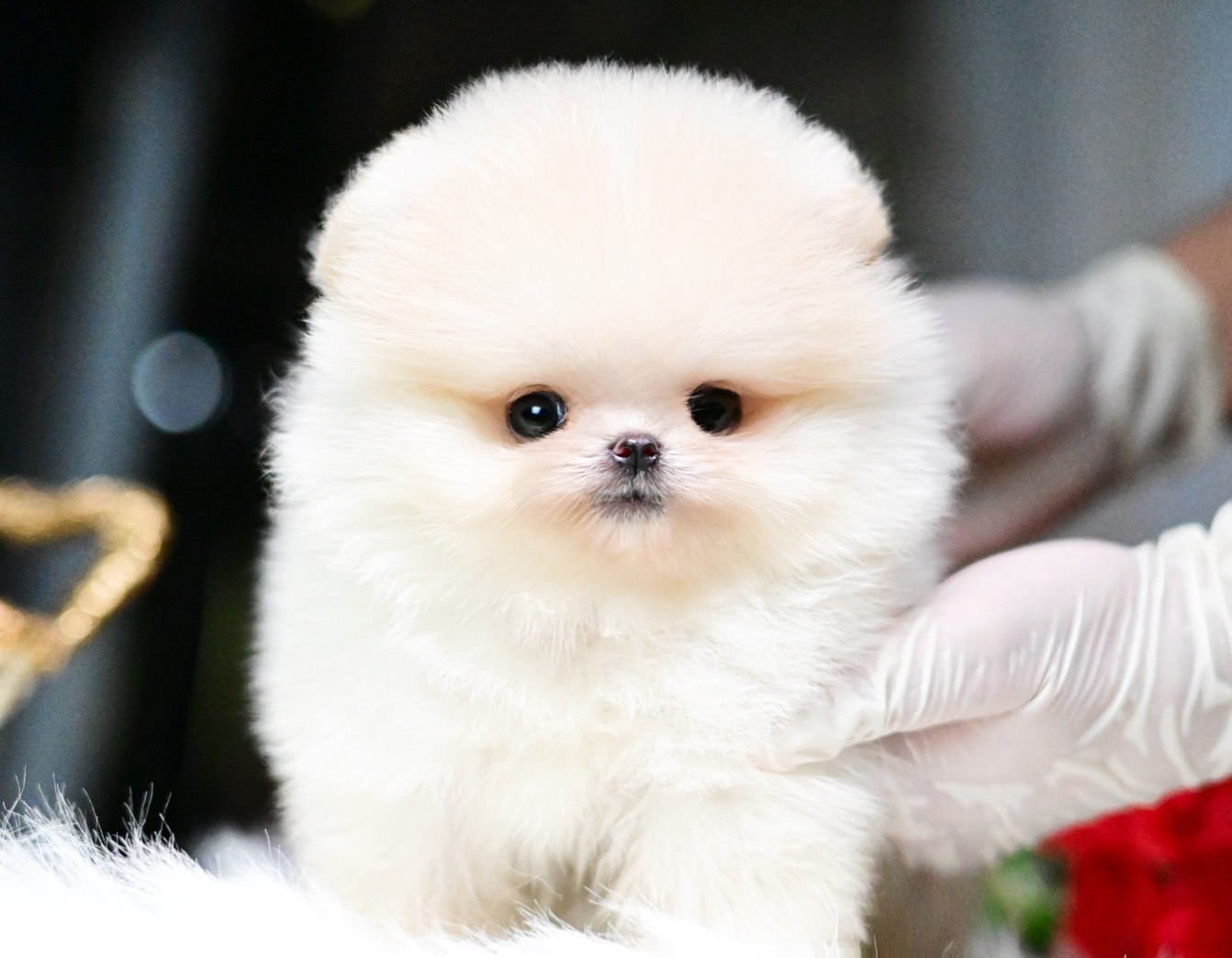 ย้ายบ้านแล้ว ผญ