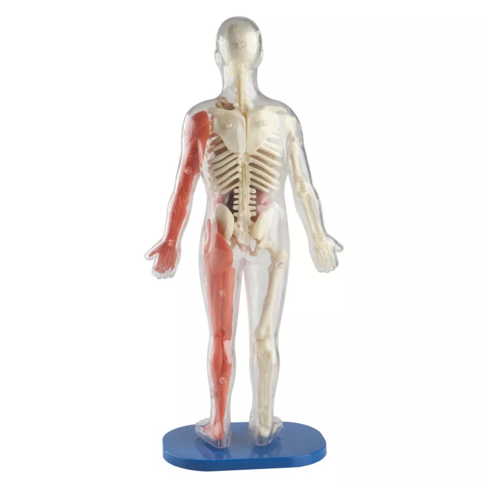 ชุดจำลองกายวิภาคเสมือนจริง SmartLab Squishy Human Body