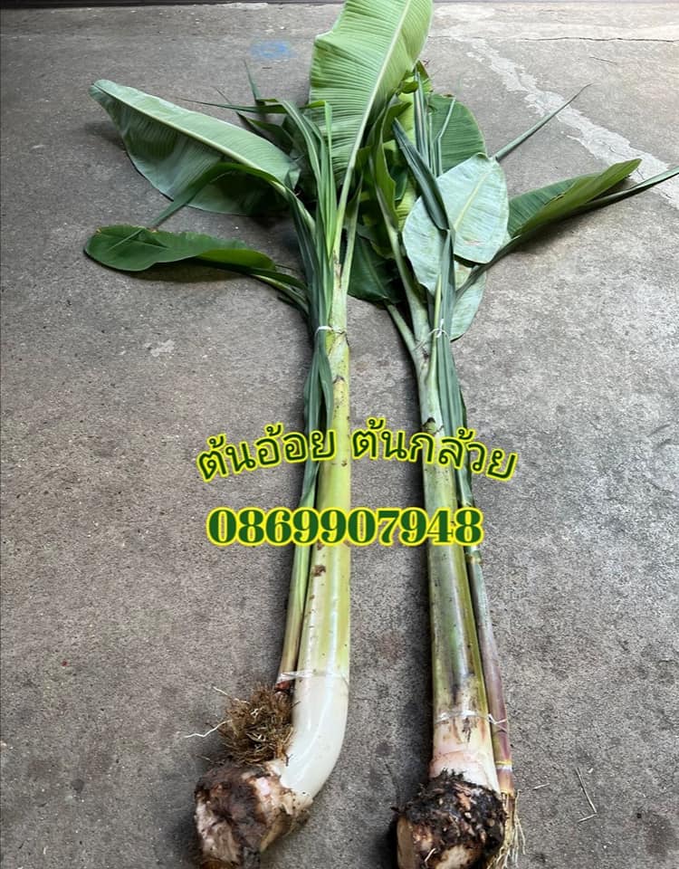 ต้นกล้วย ต้นอ้อย
