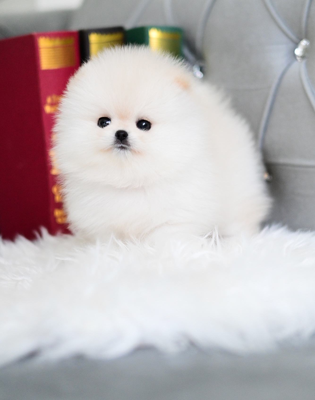 (ย้ายบ้านแล้ว) ปอมหน้าหมี ปอมแท้ ปอมปอม ขนาดพกพาสะดวก ตัวเตี้ยสั้น กระทัดรัด ขนแน่น นุ่ม ตาโต โนแอป ตาจริง ไม่ติงนัง บอกเลยว่า ตัวนี้ “ตุ๊กตาสุดๆ” !!