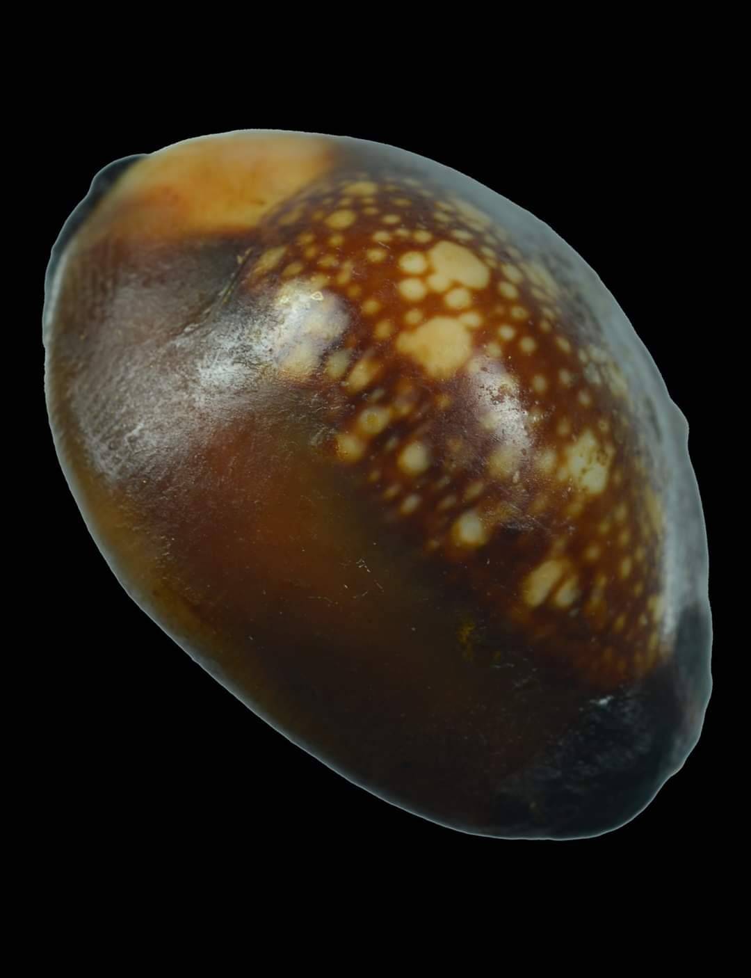 เบี้ยแก้(ด้านในตัวเบี้ยใสปรอทป่า อุดด้วยชันณงค์) - พ่อท่านเขียว(หลวงพ่อเขียว) วัดห้วยเงาะ