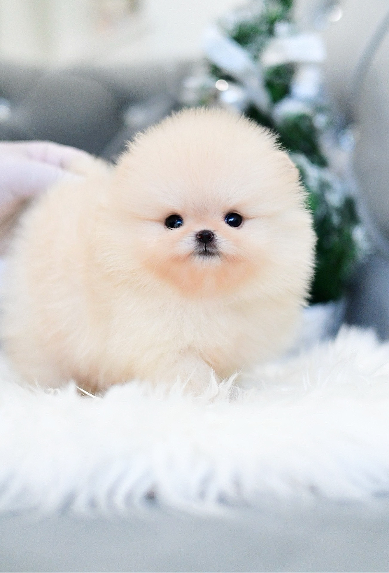 (ย้ายบ้านแล้ว) ปอมหน้าหมี ปอมแท้ ปอม สีหายาก สีครีมทอง มีปากขาว หน้าหวาน ตากลมแป๋ว มีเสน่ห์ สุดๆๆ !! นิสัยขี้อ้อน ชอบส่งตาหวาน ใครขี้เหงา ต้องโดนแน้ววววว!!