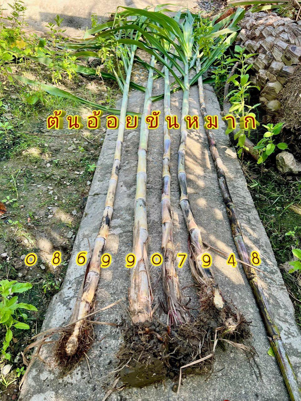 ต้นอ้อยพิธี (บวงสรวง)