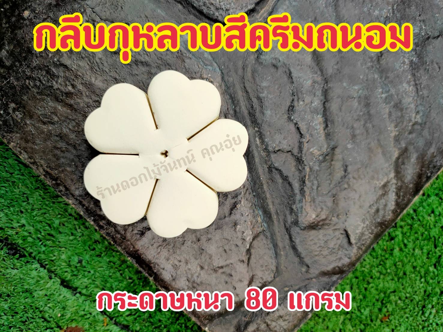 กลีบดอกไม้จันทน์กุหลาบ กลีบกุหลาบ กลีบกุหลาบสีครีมถนอม กลีบกุหลาบครีมถนอม กลีบกุหลาบทิพย์ ดอกไม้จัน กลีบดอกไม้จันทน์กุหลาบสีครีมถนอม