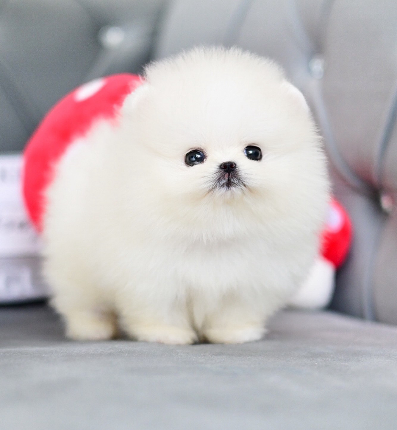 (ย้ายบ้านแล้ว) ปอมหน้าหมี ปอมปอม ปอมขาว เกรดนำเข้า !! ตาโต อย่างแท้จริง !! หน้าสั้น ขนปุย ตัวหอม ปุ๊กปิ๊ก สุดดดดด !!
