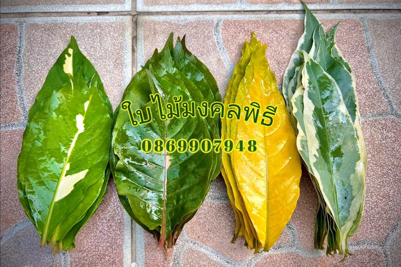 ใบไม้มงคล (ใบไม้พิธี)