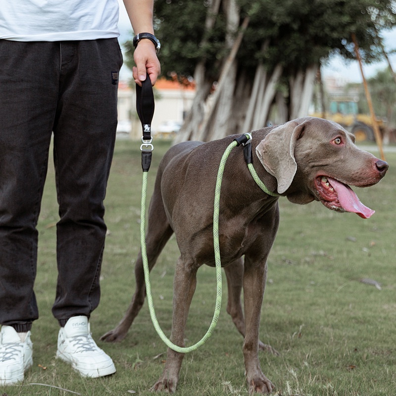 C181 TRUELOVE TH Control Leash สายจูงสุนัข ปลอกคอสำหรับฝึกสุนัขสามารถปรับได้