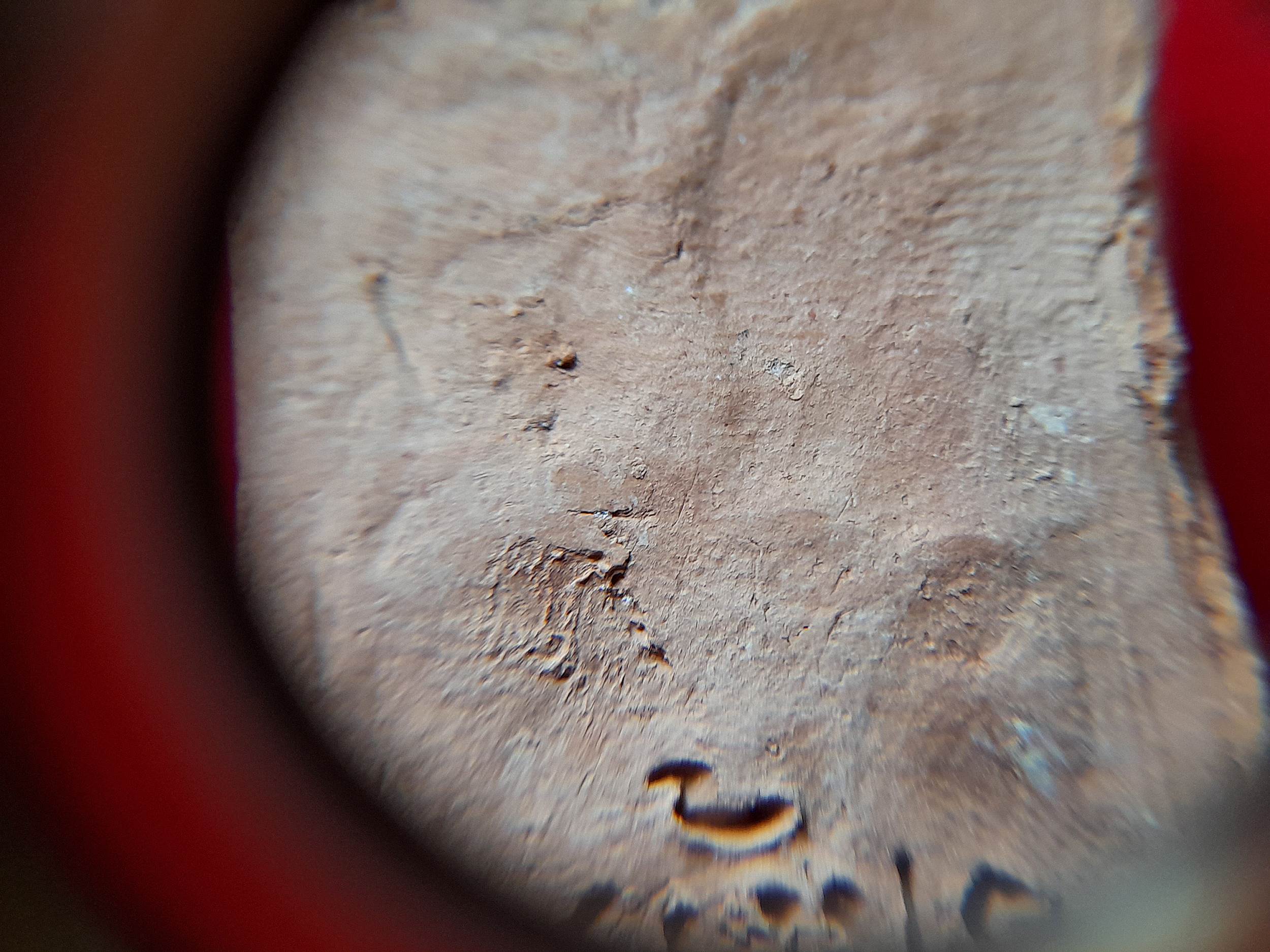 ดอกพุด เนื้อดิน หลวงพ่อยี (ย้อนยุค) #ปลุกเสกออกวัดดงตาก้อนทอง ปี2560 #รับประกันแท้