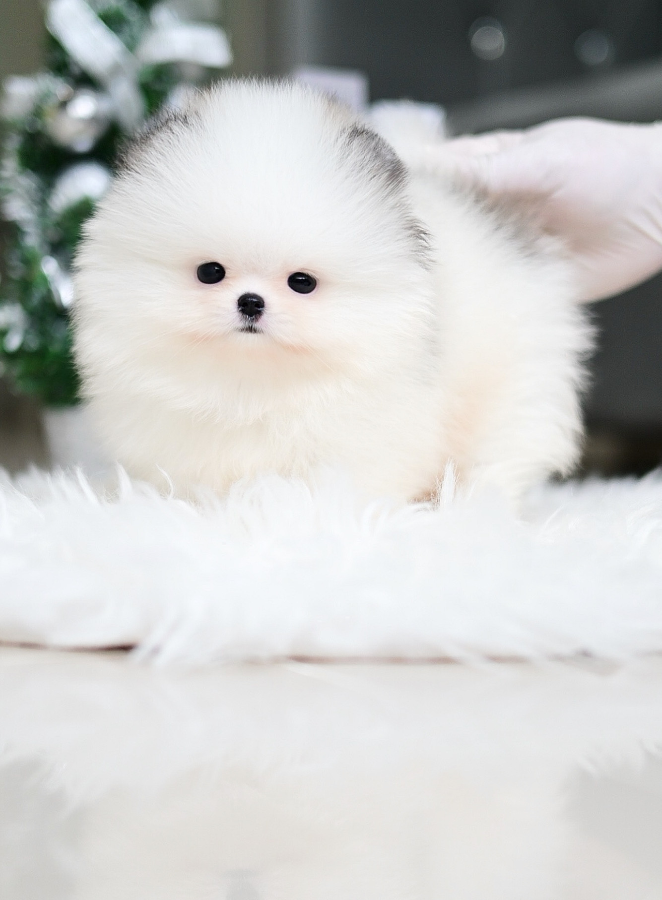 (จองแล้ว)ปอมหน้าหมี ปอมแท้ ปอม เกรดสายเลือดนำเข้า ! ตาแป๋ว สีปาร์ตี้ หน้าบี้แบน ตัวสั้นกลม ขาสั้นปุ๊กปิ๊ก เดินน่าเอ็นดู สุดๆๆ !