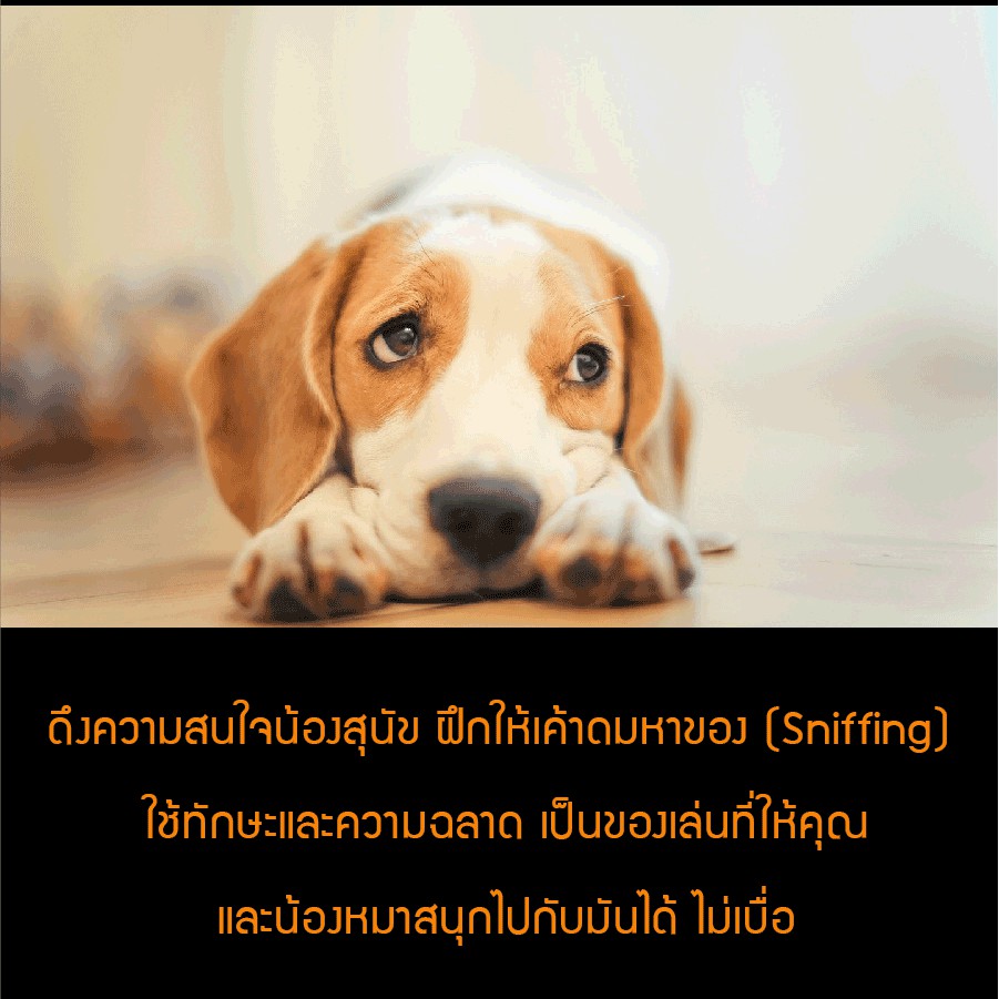C138 Kyjen Outward hound ของเล่นฝึกบริหารสมองสุนัข ฝึกดมกลิ่น ดึงความสนใจได้เป็นอย่างดี Dog Puzzle Hide n' Slide & Worker ความยากระดับ 2-3
