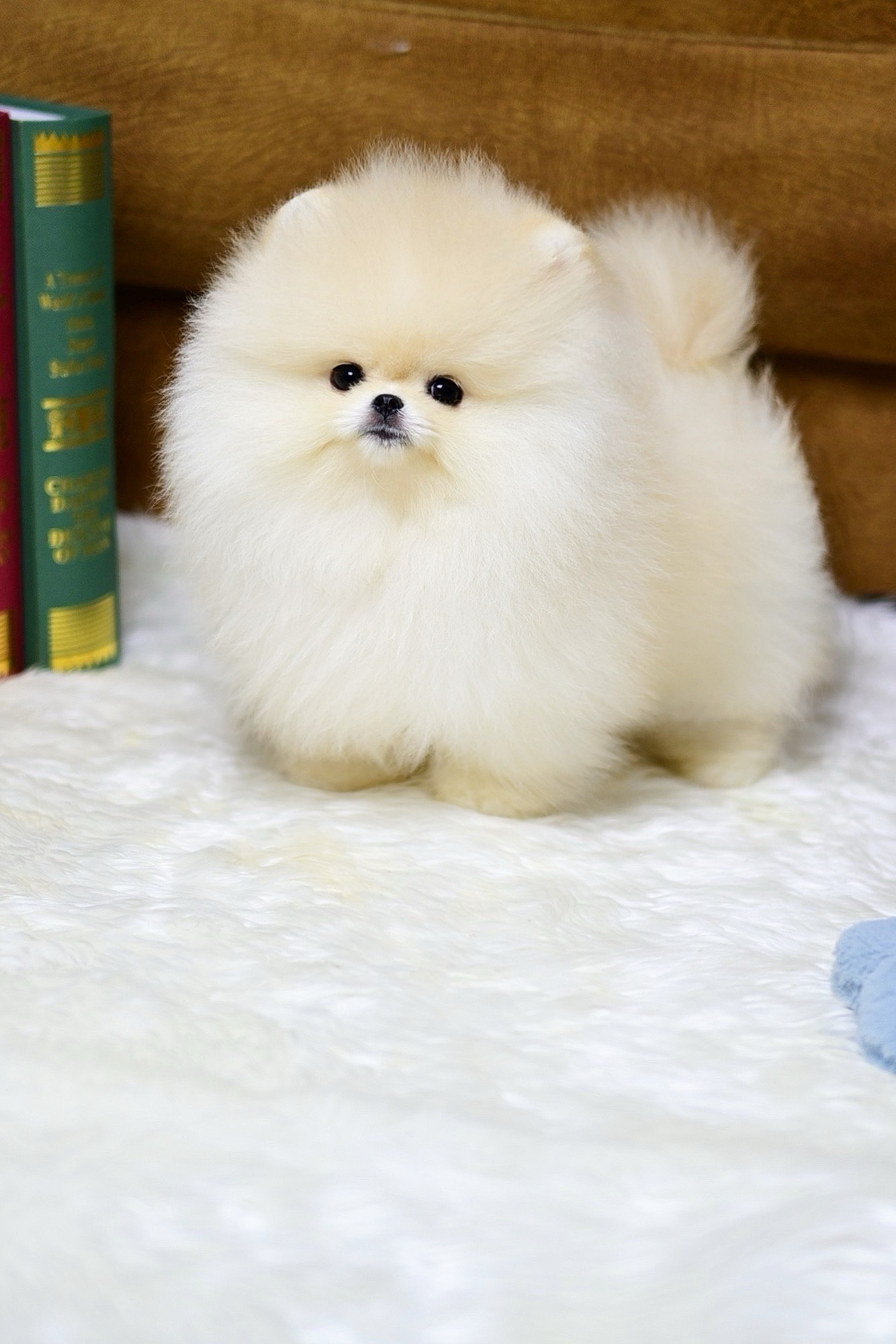ย้ายบ้านแล้ว ปอมหน้าหมี ปอมแท้ มีใบรับรอง ทุกตัว