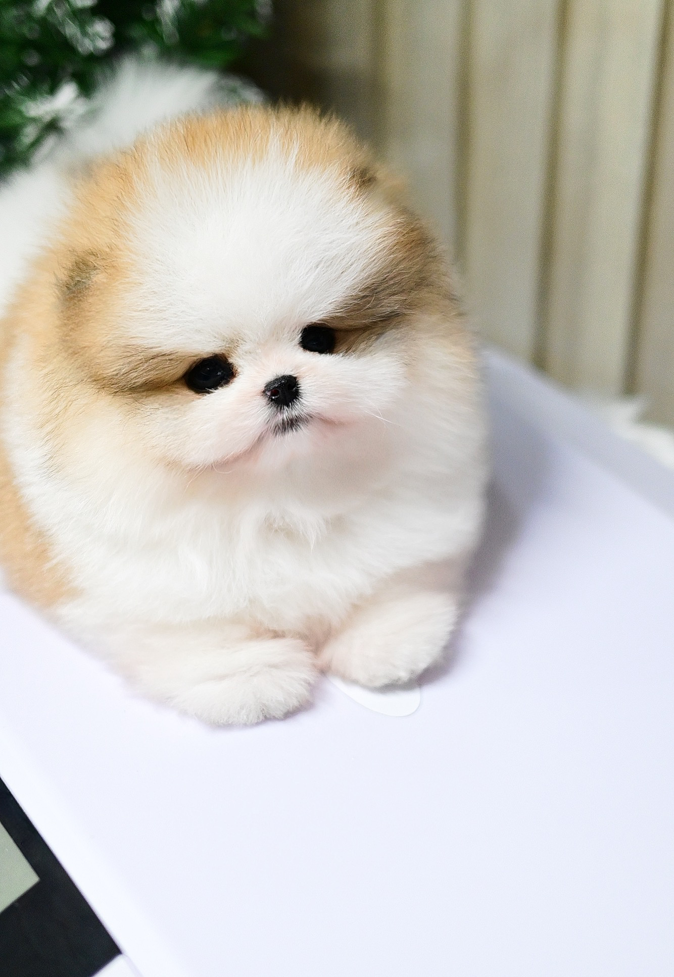 ย้ายบ้านแล้ว
