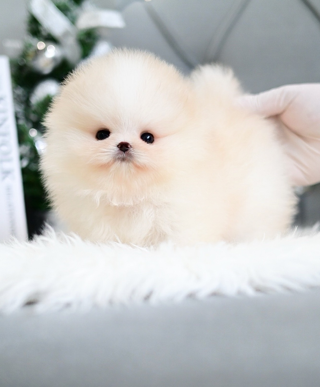 (จองแล้ว) ปอมหน้าหมี ปอมขาว ปอมเมอเรเนียน เกรดที่ถูกต้อง เลี้ยงทั้งที ต้องเกรดนี้ ไม่ผิดหวัง! สีส้มแป๋ว ส้มแสกขาว เป็นสีที่คนตามหากันแบบ สุดๆ !!