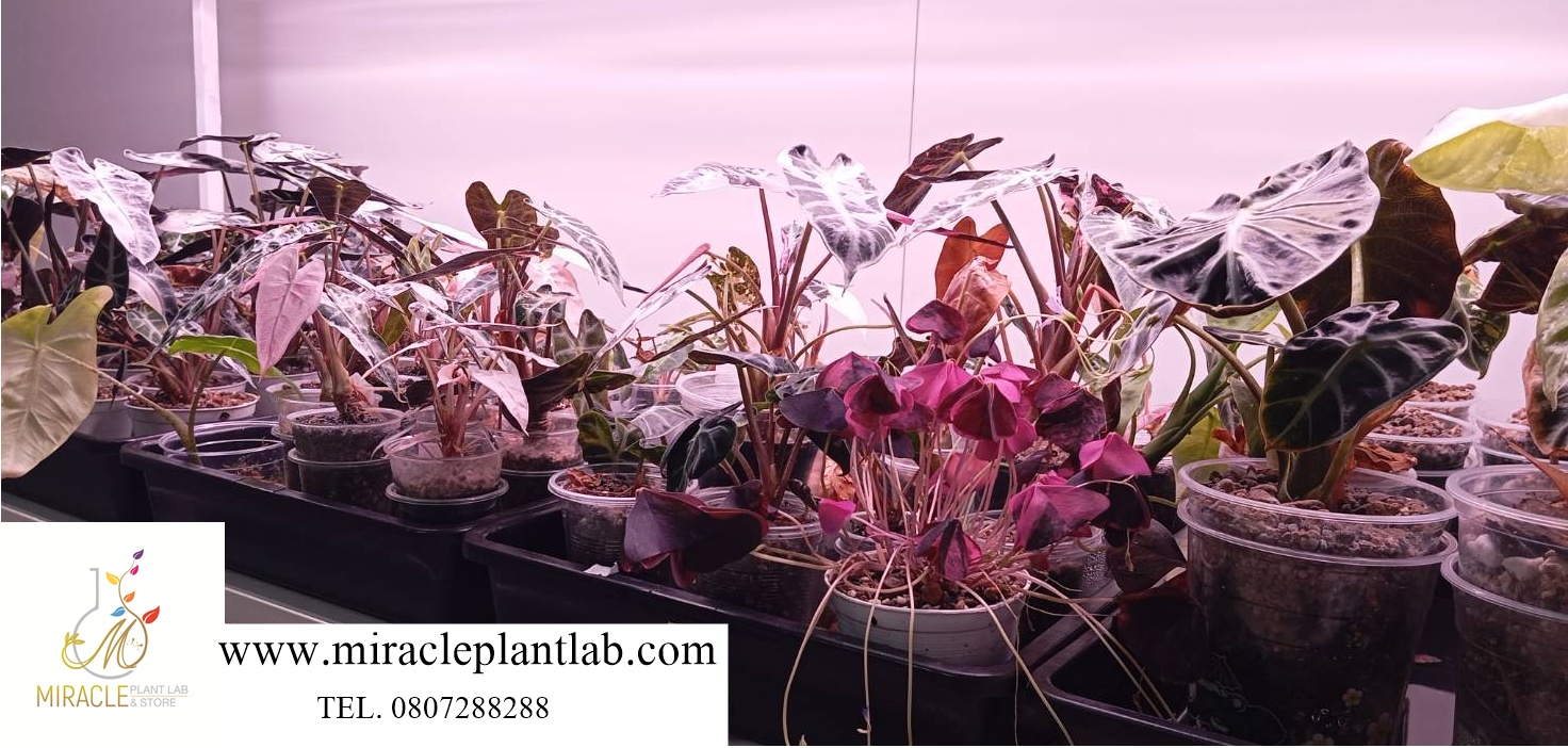 Miracle Plant Lab ( ห้องปฎิบัติการพืชมหัศจรรย์ )