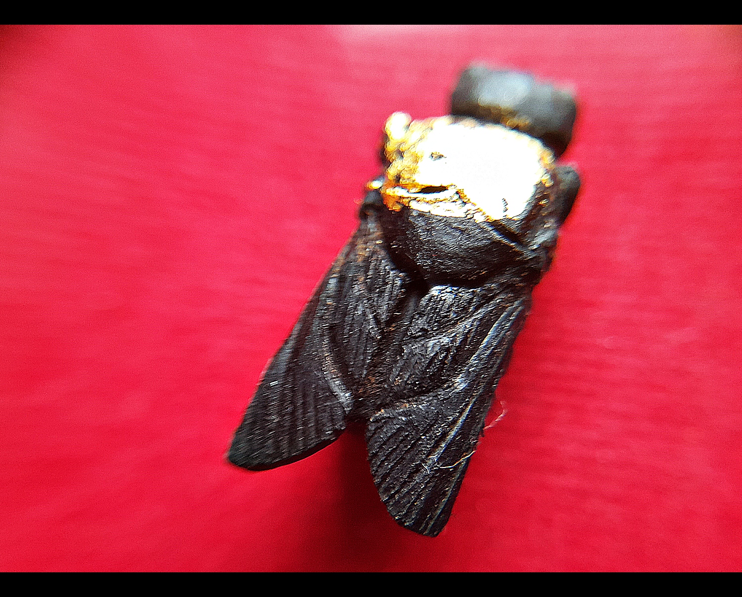 แมลงภู่ (แมงภู่ แมงบู๊) แกะสลัก เนื้อไม้งิ้วดำ (ฝั่งเข็มบรรจุด้วยปรอทป่าแท้) ปี2563