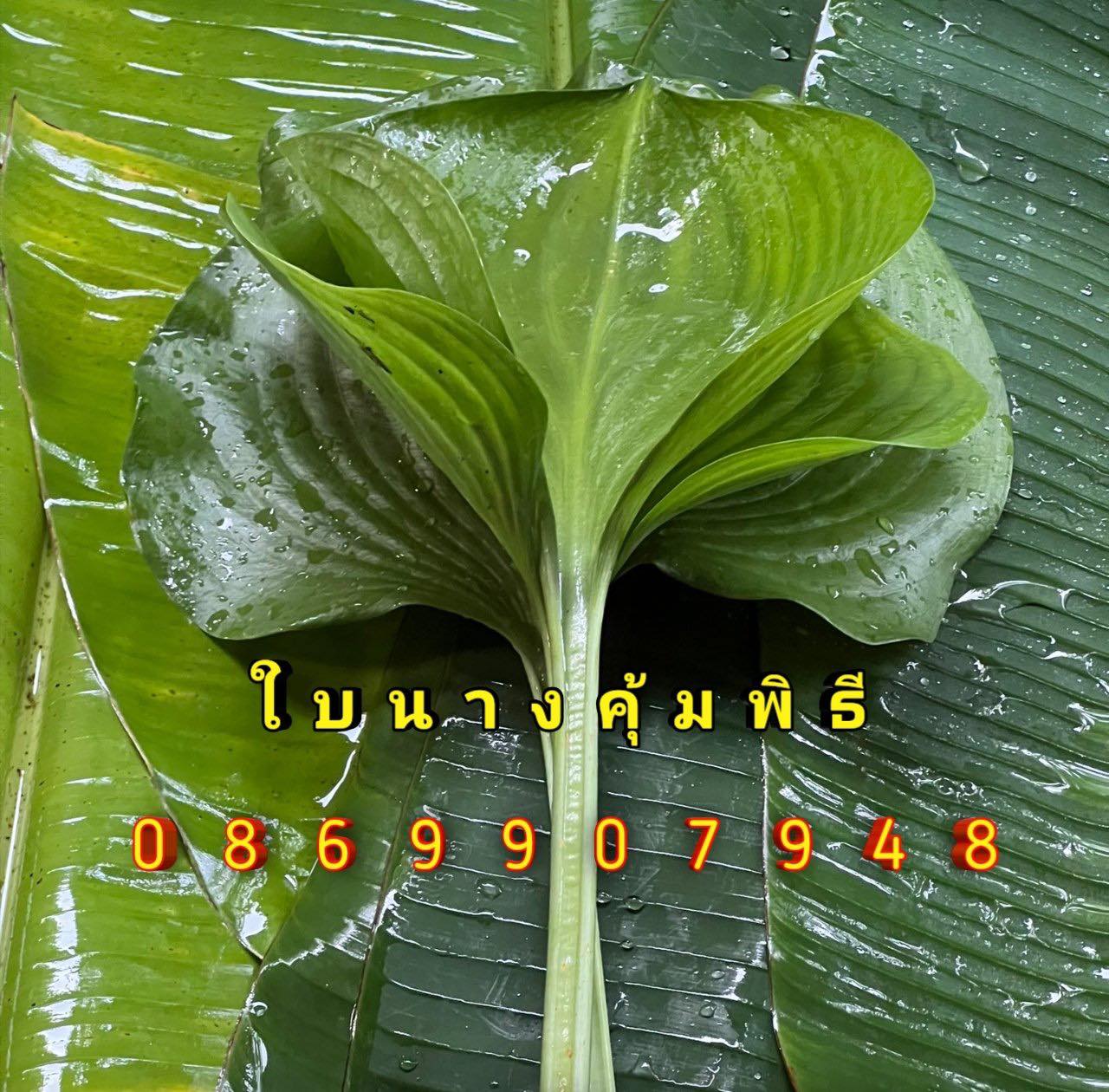 ต้นอ้อยพิธี (บวงสรวง)