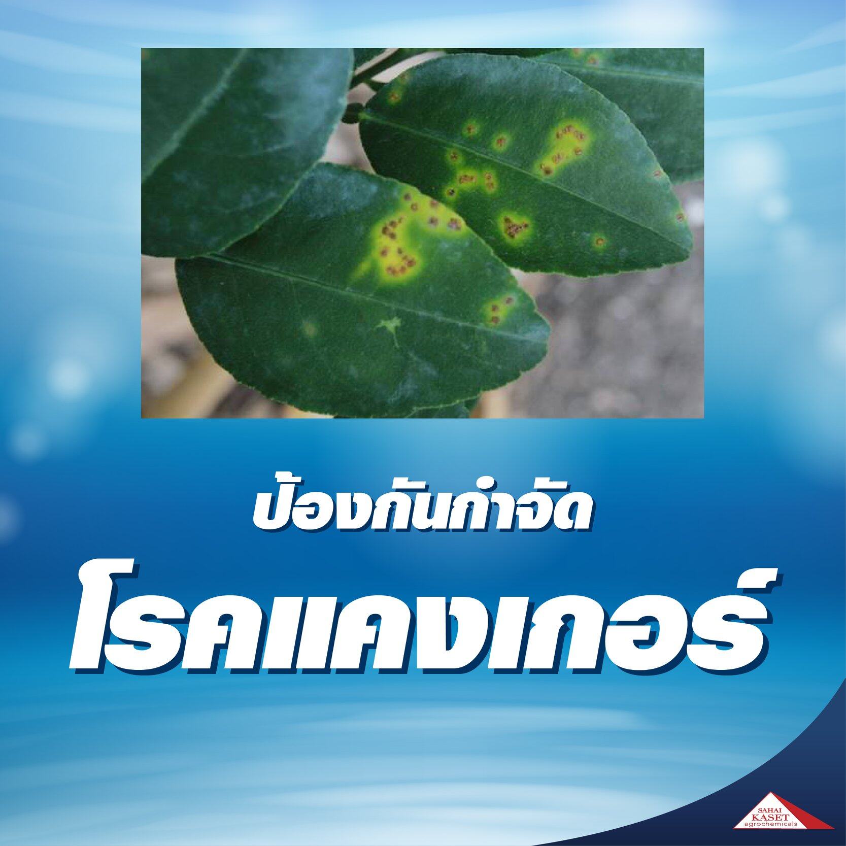 ไตร-เบส บลู คอปเปอร์ ซัลเฟต ไตรเบสิก สูตรครีม ขนาด 1000 มล.