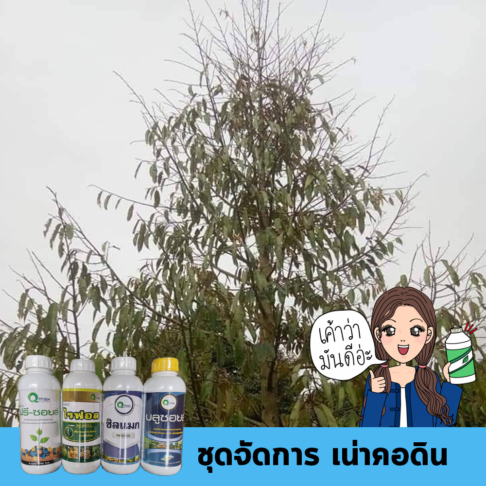 Qmax ชุดราดดิน จัดการเน่าคอดินทุเรียน ใบเหลืองยอดนิ่ง ไฟท็อปธอร่า ฟิวซาเรียม