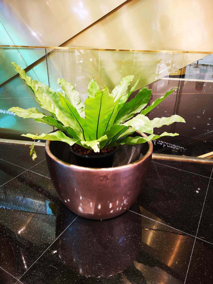 กระถางต้นไม้ไฟเบอร์กลาส ตามห้างสรรพสินค้า modern trade pot fiberglass